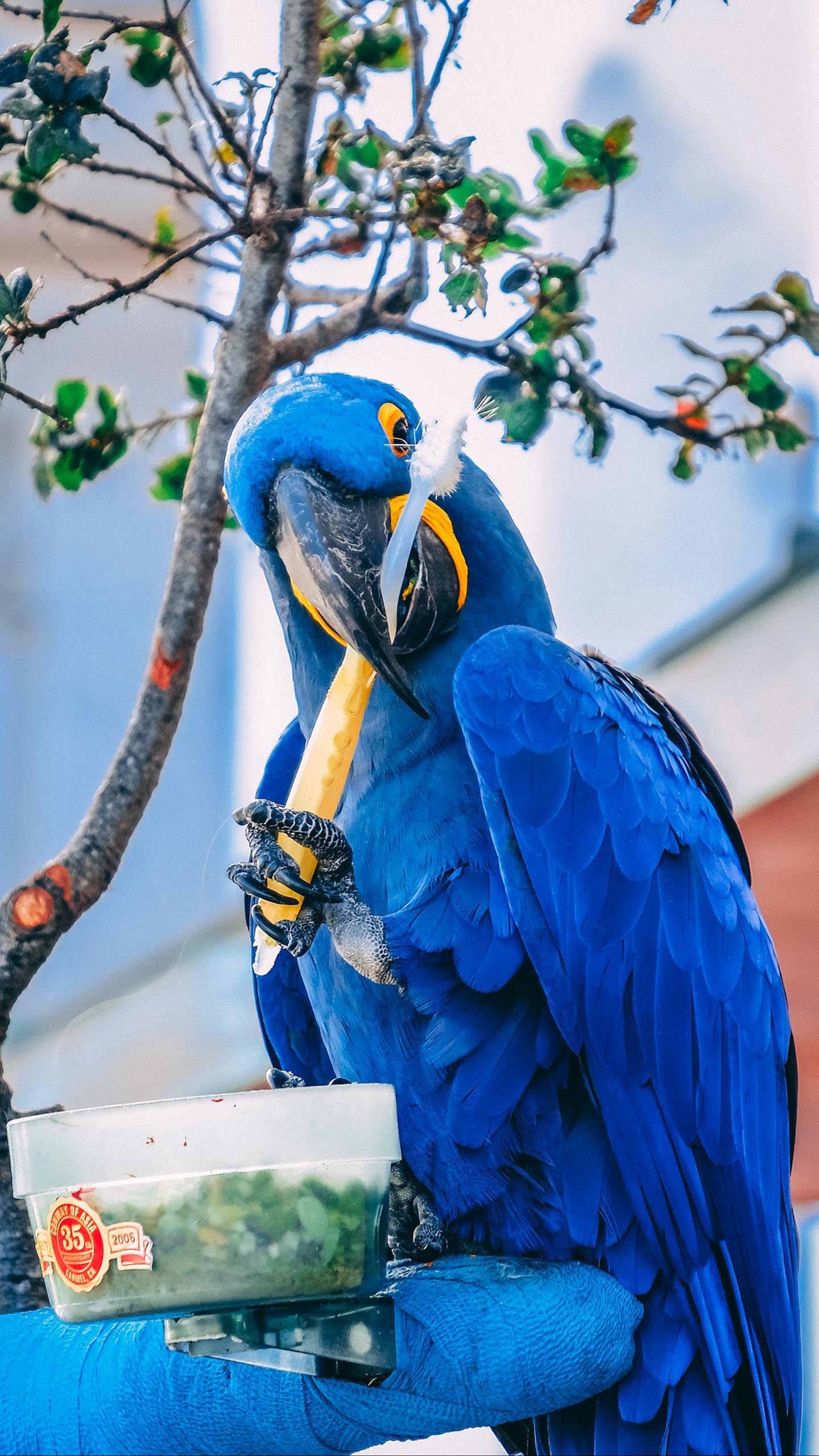 Parrot May Outlive Human