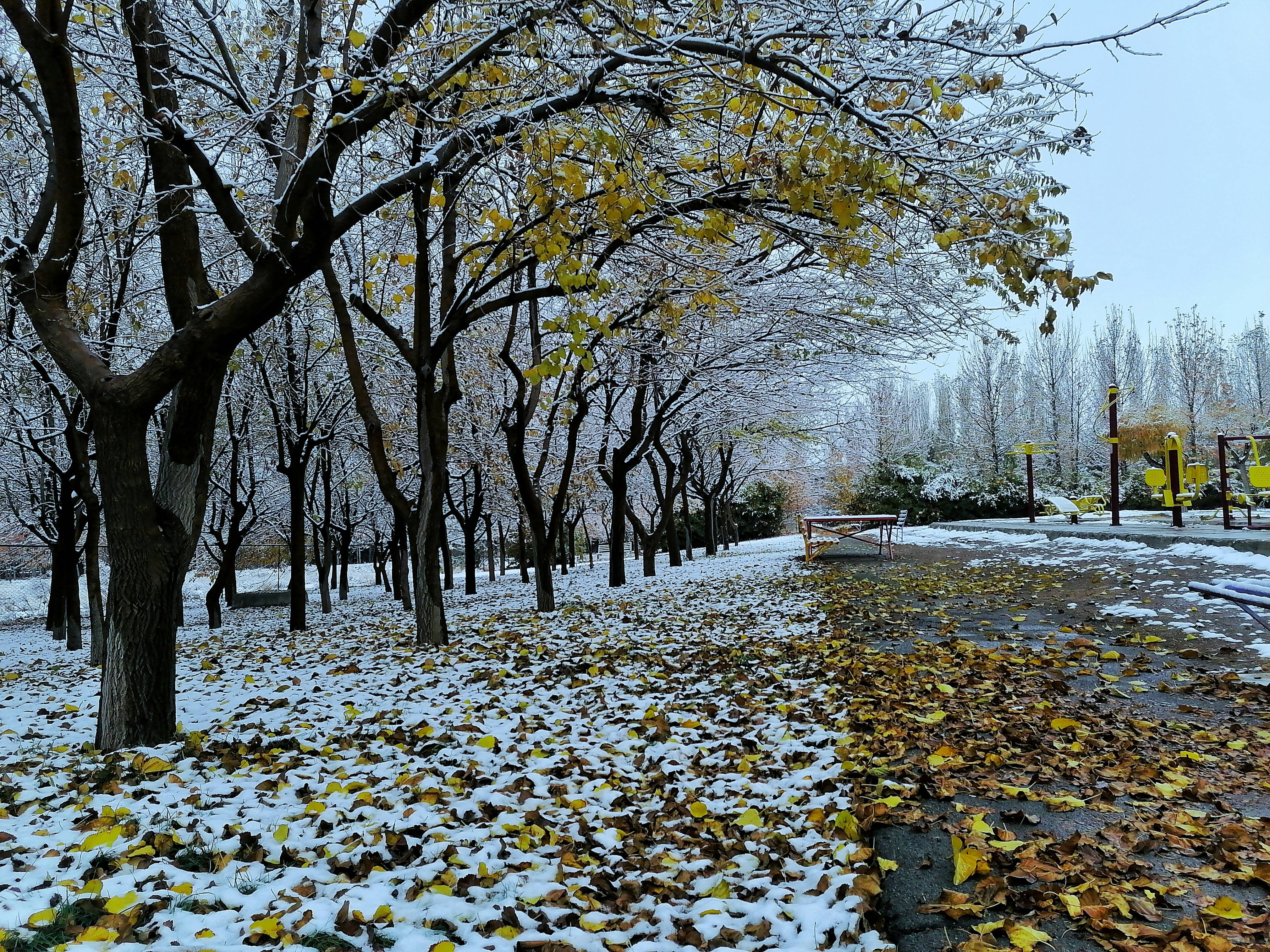 a park covered in snow next to trees