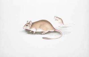 How to Draw a Hamster Step by Step