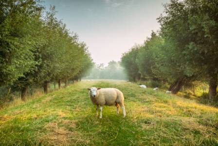 10 Surprising and Delightful Facts About Sheep