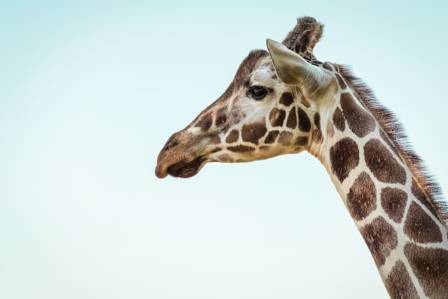 10 Giraffe Facts