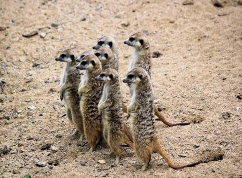 Discovering the Human Side of Meerkats: Is It All in Our Heads?