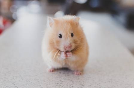 What You Should Know Before Getting a Pet Hamster