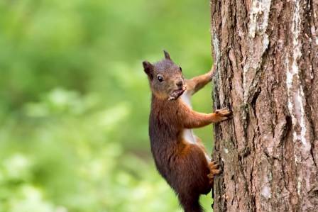 The Most Industrious Forest Gardener