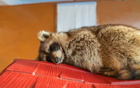 Introducing the New Raccoon Cubs!