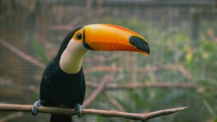 Essential Profile of the Toco Toucan