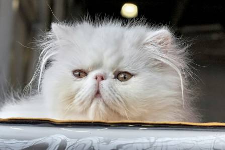 Top 8 Most Sociable Cat Breeds for Your Family