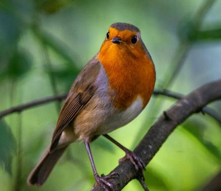 American Robin (Turdus migratorius)