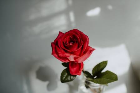 Most Beautiful Flowers 15 of the Most Beautiful Flowers in the World