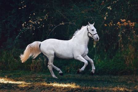 Fascinating Insights Into the World of Horses