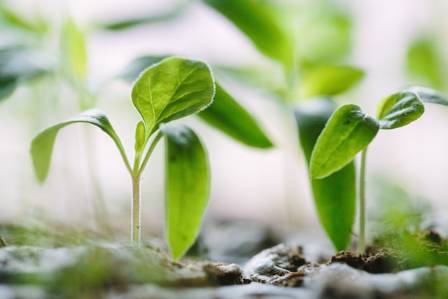 8 Essential benefits of Plants in Human Existence