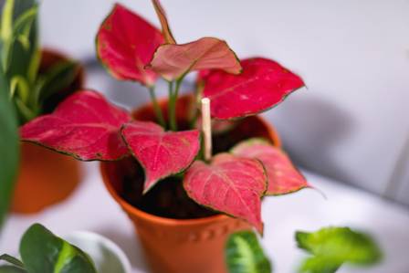 9 Beautiful Indoor Plant Decor Ideas for Every Room