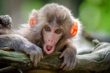 Understanding the Complex World of Monkeys