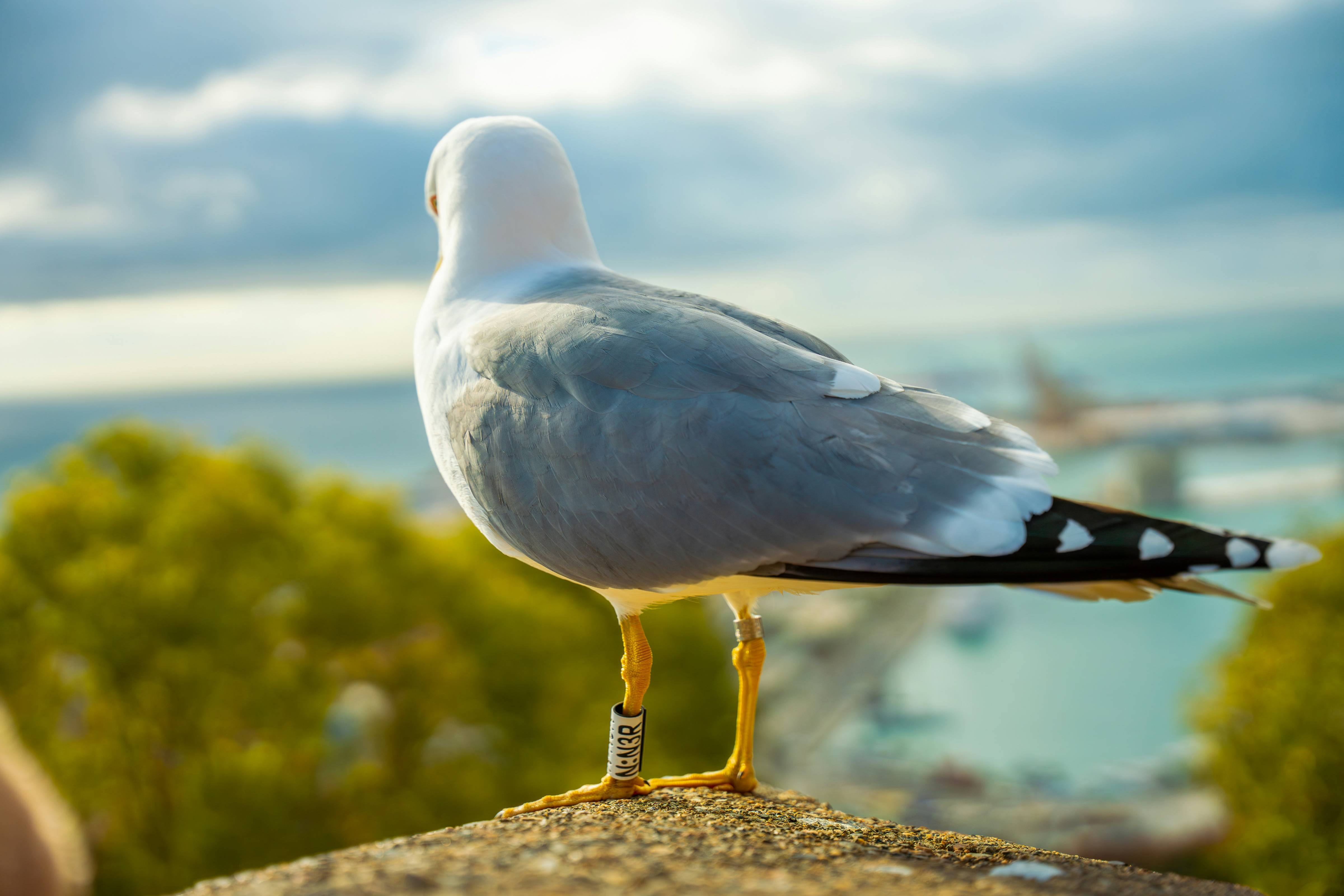 A seagull sitting on a ledge with a view of the ocean