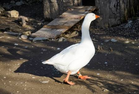 A Complete Guide to Domestic Geese
