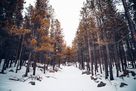 Discover America’s Top 6 Ice Skating Rinks