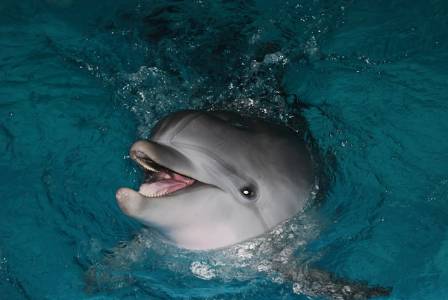 Top 10 Interesting Realities About Dolphins