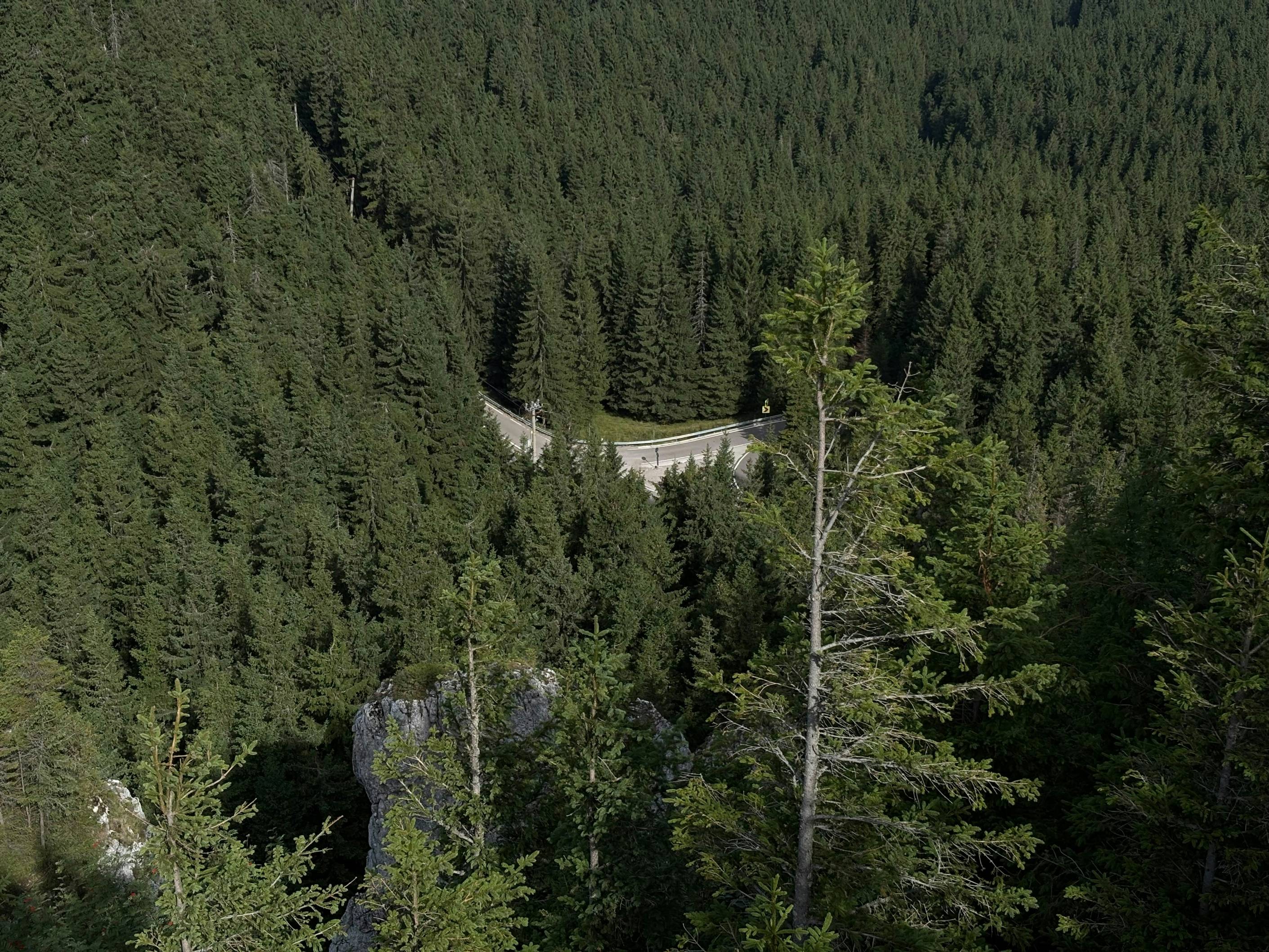 Dense evergreen forest with a winding road visible.