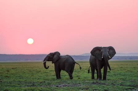 All About Elephants Key Facts About Earth’s Largest Living Land Animals
