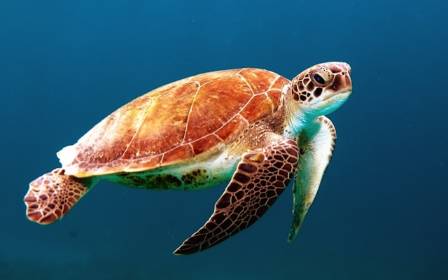Essential Facts About Turtles: Ancient Guardians of Earth’s Waters
