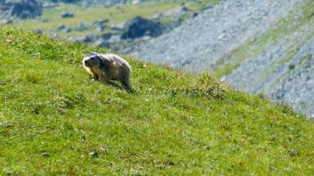 Five Intriguing Insights into Punxsutawney Phil and Groundhog Day
