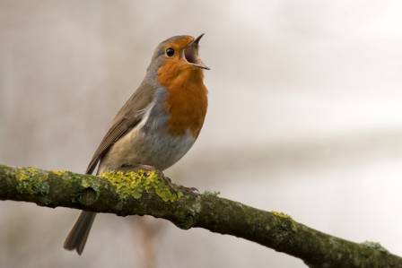 Essential Insights Into the American Robin
