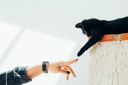 5 Positive Impacts of Companion Animals on Human Health