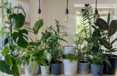 8 Indoor Plants That Will Brighten Your Home and Boost Your Well-Being