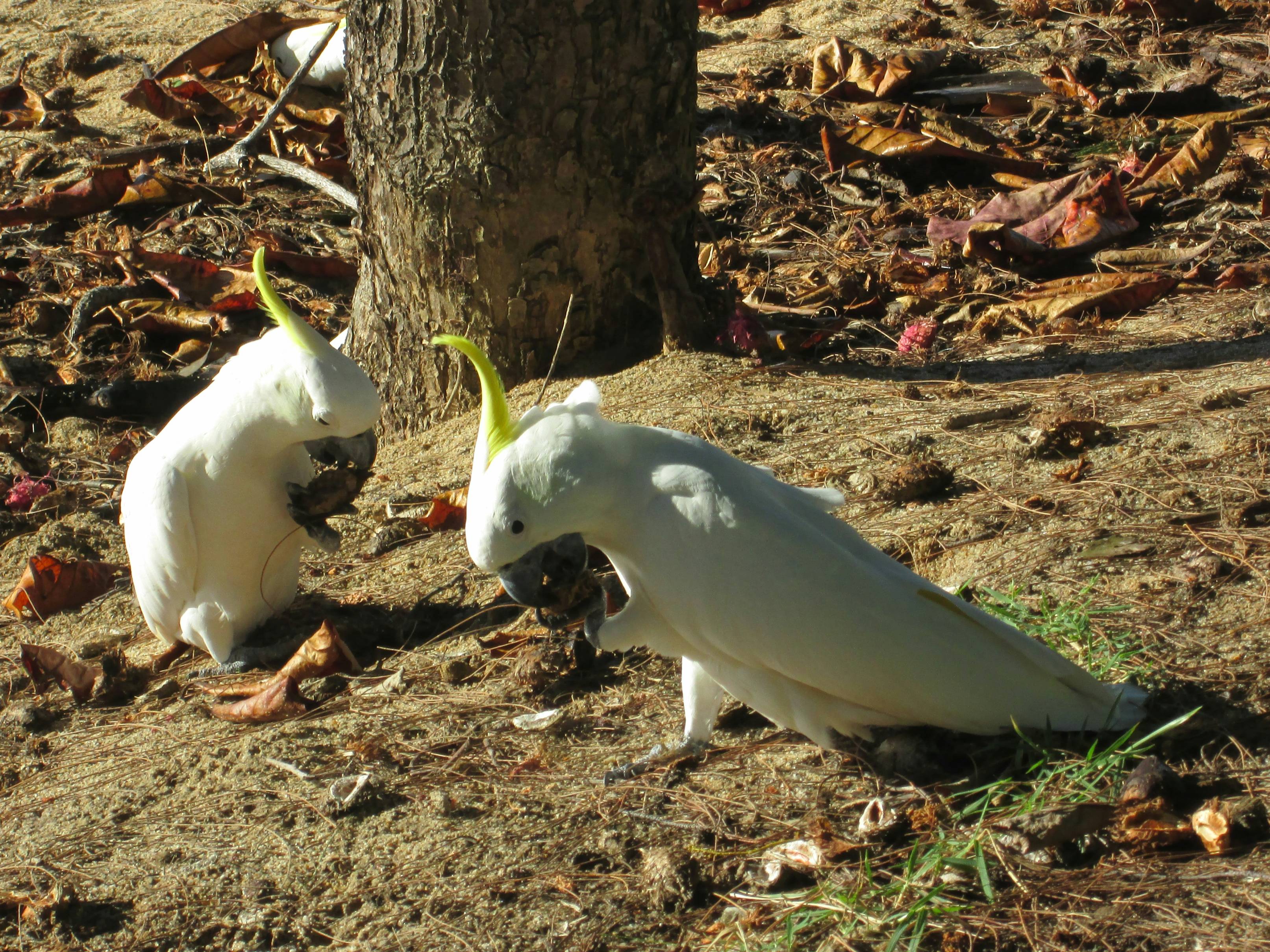 a couple of white birds standing next to a tree