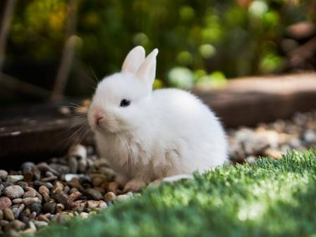 6 Things You Must Know Before Getting a Netherland Dwarf Rabbit